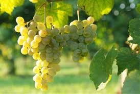 Dal 6 al 10 settembre 'Festa dell'Uva di Collinaia 2.0