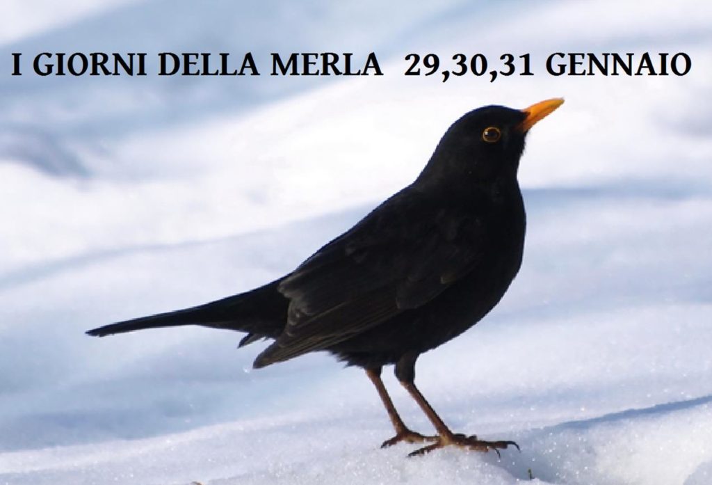 Gennaio sta per terminare arrivano i GIORNI DELLA MERLA