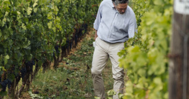 ORNELLAIA, AL VIA LA VENDEMMIA 2022