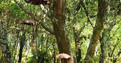 “APPUNTAMENTO IN GIARDINO” ALLA GUALDA VECCHIA A MONTEVERDI MARITTIMO