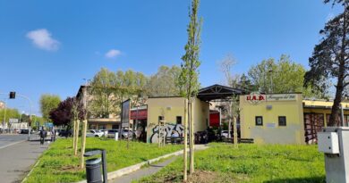 Piantati in varie zone della città oltre trenta nuovi alberi